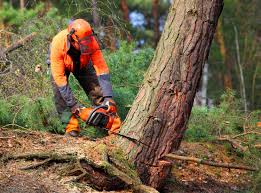 Reliable Wilsonville, OR Tree Services Solutions