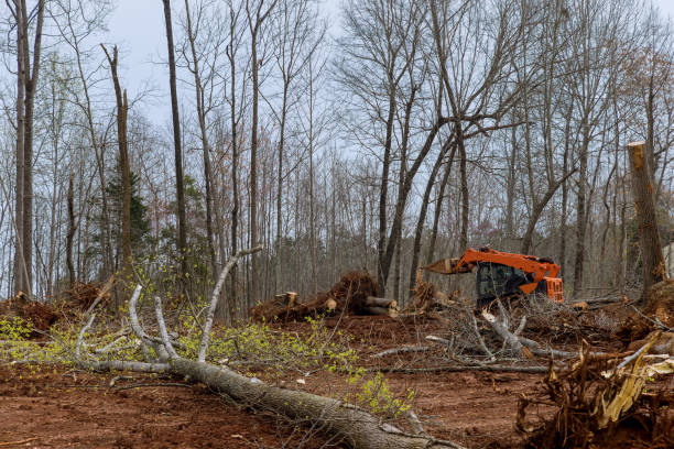 Tree and Shrub Care in Wilsonville, OR